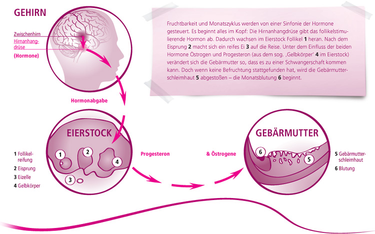 Schematische deutsche Darstellung des weiblichen Zyklus: Hormone aus dem Gehirn steuern den Eierstock (Follikelreifung, Eisprung, Gelbkörperbildung). Östrogene und Progesteron beeinflussen die Gebärmutterschleimhaut. Ohne Befruchtung kommt es zur Menstruation.