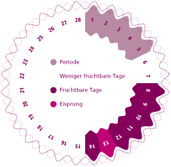 Illustration eines Menstruationszykluskalenders. Die Tage 1–6 sind mit „Periode“ gekennzeichnet, die Tage 7–12 mit „Weniger fruchtbare Tage“, die Tage 13–18 mit „Fruchtbare Tage“ und der 14. Tag mit „Eisprung“.